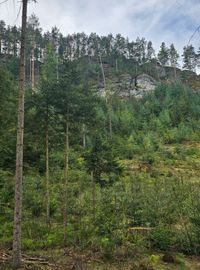 Sch&ouml;ner Weg in Tal nach Nov&aacute; Ole&scaron;ka, Hunt&iacute;řov