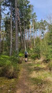 Sch&ouml;ner Wald