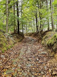 steiniger Wanderweg