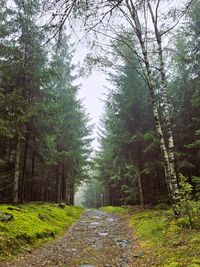 sch&ouml;ner Wald