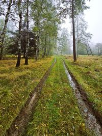 sch&ouml;ner Wald im Nebel