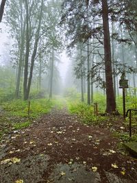 Hallo Wald, Regen und Nebel