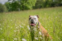 Continental Bulldog im Blumenmeer