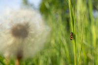 Feuerzikade und Pusteblume