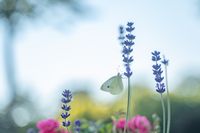 Schmetterling an Lavendel