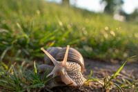 Schnecke auf Umwegen